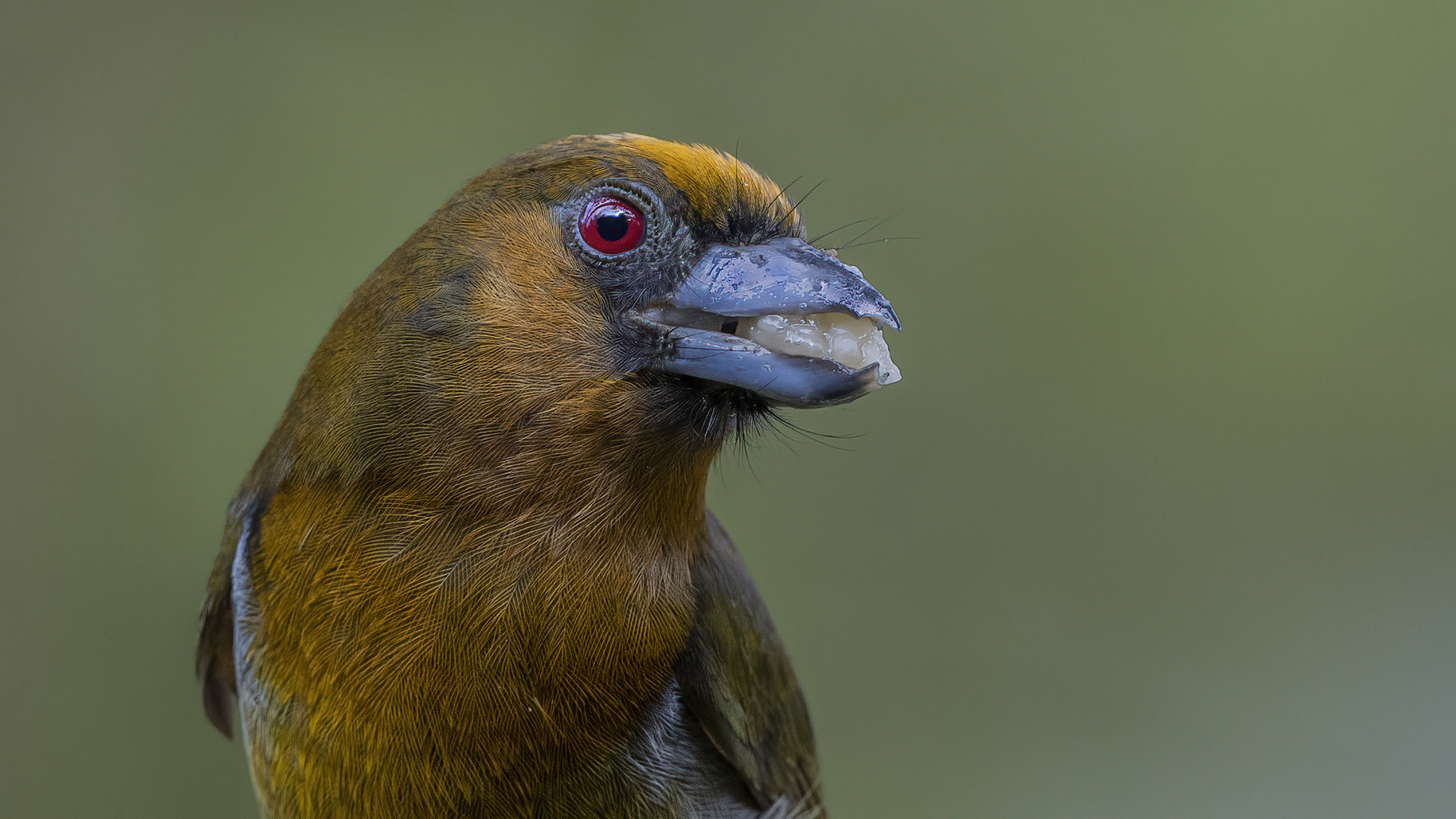 Prong-billed Barbet